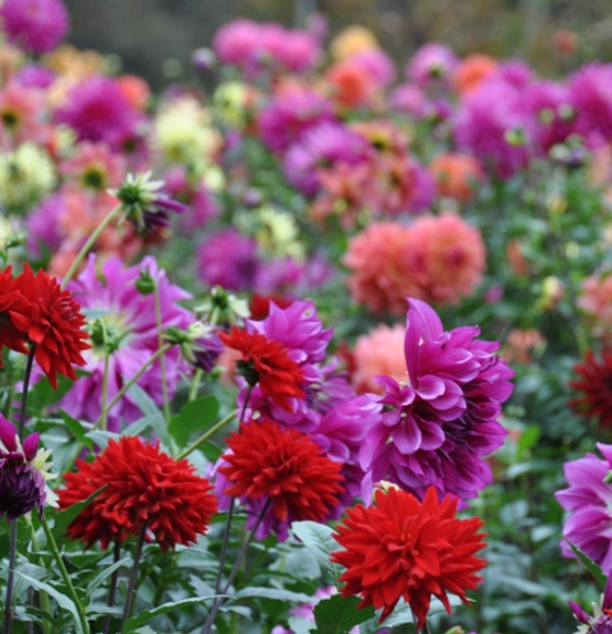 花言葉を使ってありがとうという感謝を伝える６つの方法 花言葉と夢占い