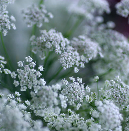 花言葉を使ってありがとうという感謝を伝える６つの方法 花言葉と夢占い