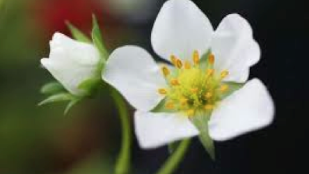 ワイルドストロベリーの花言葉の意味と育てるときの５つのポイント