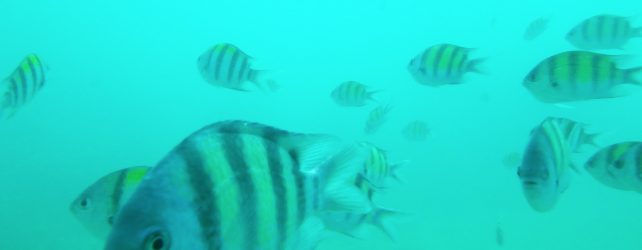 魚の夢を見た時の5つの意味