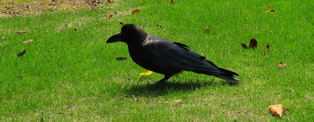 カラスの夢を見た時の5つの意味
