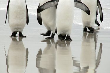 「夢占い」ペンギンの夢を見た時の5つの意味