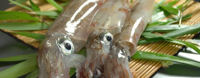 【夢占い】イカの夢を見た時の5つの意味