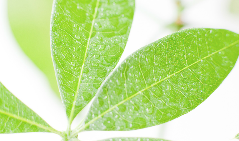 パキラの花言葉を使って勝負に勝つ６つの方法 花言葉と夢占い