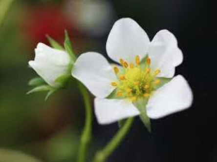 ワイルドストロベリーの花言葉の意味と育てるときの５つのポイント 花言葉と夢占い
