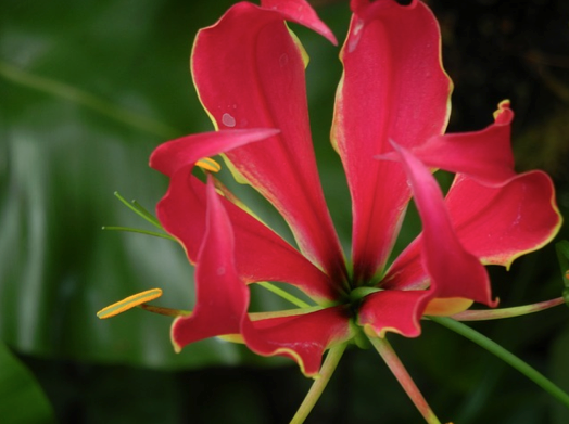 グロリオサの花言葉の意味を理解して困難に打ち勝つ５つの方法 花言葉と夢占い