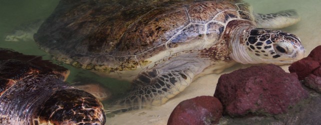 亀の夢を見たときの意味と考えたい５つの事 花言葉と夢占い