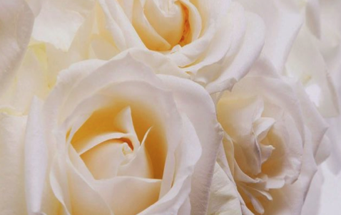 白いバラの花言葉の意味とは ５つの注意点 花言葉と夢占い
