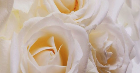 白いバラの花言葉の意味とは？５つの注意点