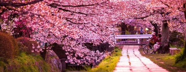 【夢占い】桜の夢を見たときの6つの意味とは