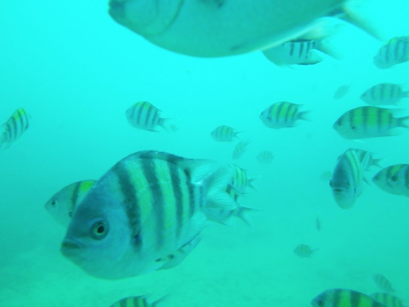 魚の夢を見た時の５つの意味 花言葉と夢占い