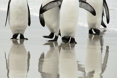 「夢占い」ペンギンの夢を見た時の５つの意味